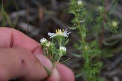 Symphyotrichum falcatum