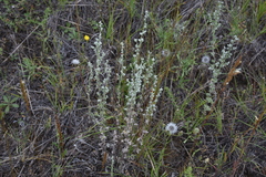 Artemisia frigida
