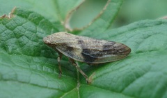 Aphrophora alni