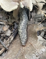 Philomycus carolinianus