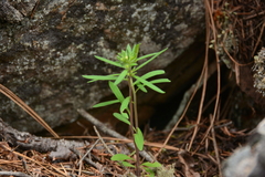 Phacelia linearis