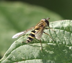 Syrphus torvus