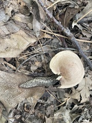 Philomycus carolinianus