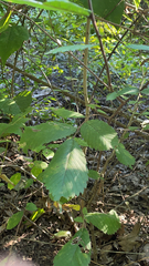 Ulmus thomasii