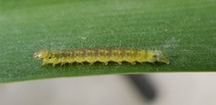 Papilionoidea