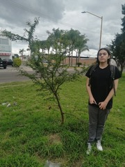 Vachellia farnesiana