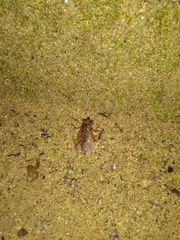 Physalaemus signifer