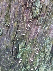 Panellus