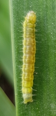 Papilionoidea