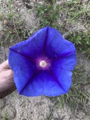 Ipomoea laeta