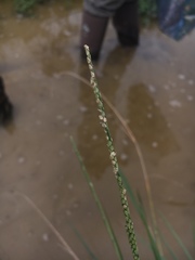 Setaria geminata