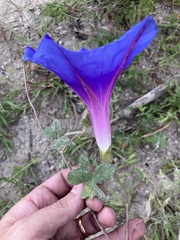 Ipomoea laeta