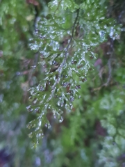 Hymenophyllum australe