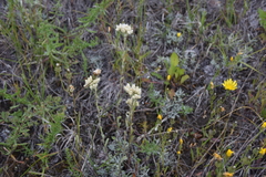 Antennaria parvifolia
