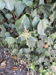 Hedera helix