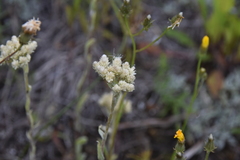 Antennaria parvifolia