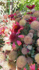 Gaillardia pulchella