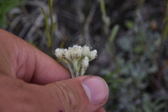 Antennaria parvifolia