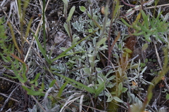 Antennaria parvifolia