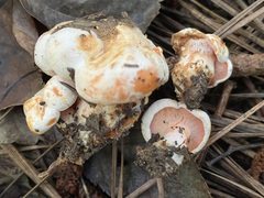 Hypomyces lateritius