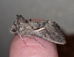 Vittaplusia vittata