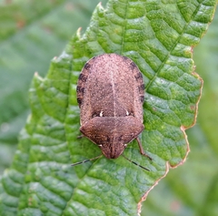 Eurygaster testudinaria