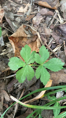Sanicula canadensis