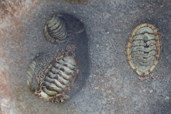Sypharochiton pelliserpentis