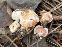 Hypomyces lateritius