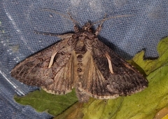 Vittaplusia vittata