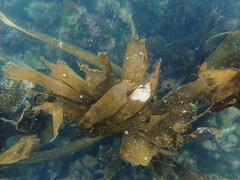 Saccorhiza polyschides