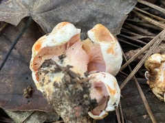 Hypomyces lateritius