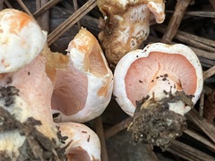Hypomyces lateritius