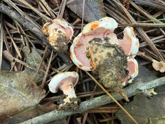 Hypomyces lateritius