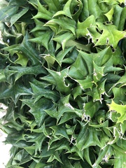 Ilex cornuta