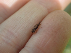 Sumitrosis inaequalis