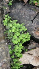 Fissidens taxifolius