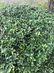 Ilex cornuta