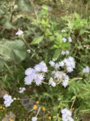 Ageratum corymbosum
