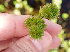 Juncus megacephalus