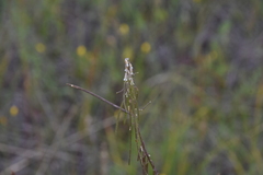 Boechera retrofracta