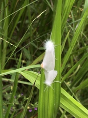 Rupela