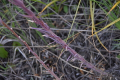 Boechera retrofracta