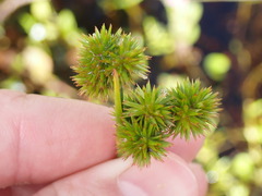 Juncus megacephalus