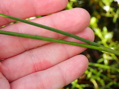 Juncus megacephalus
