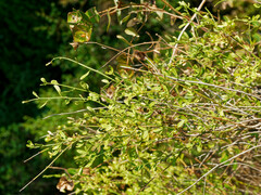 Chrysojasminum fruticans