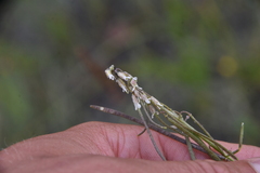 Boechera retrofracta