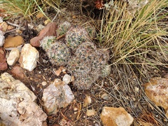 Escobaria vivipara arizonica