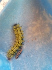 Automeris zephyria