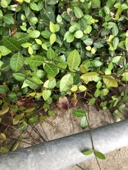 Trachelospermum asiaticum